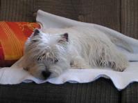 Klik op de foto voor groter formaat